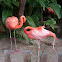 Caribbean Flamingo