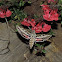 White-lined Sphinx Moth