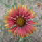 Blanket Flower