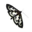 Small Magpie