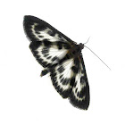 Small Magpie