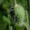 Papaver