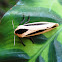 Arctiid Moth