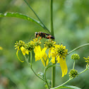 Mud Dauber