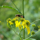 Mud Dauber