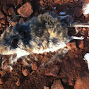 deer mouse