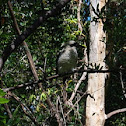 Kookaburra