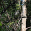 Kookaburra