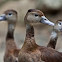 Black-bellied Whistling-duck