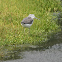 Common Greenshank