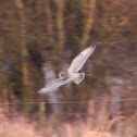 Short Eared Owl