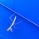 Praying Mantis