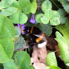 Dunkle Erdhummel