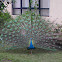 Indian Blue Peafowl