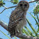 Barred Owl (fledgling)