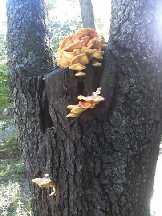 Spotting Image 1