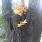 Chicken of the woods