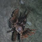 Common Lionfish
