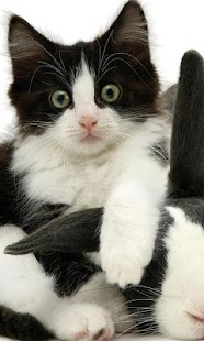 How to mod Tuxedo Cats Wallpapers lastet apk for laptop
