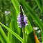 Pickerel Rush or Pickerel Weed