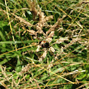 Japanese beetle