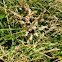 Japanese beetle
