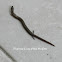 Three-toed skink