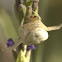 Flower Crab Spider