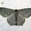 Emerald moth
