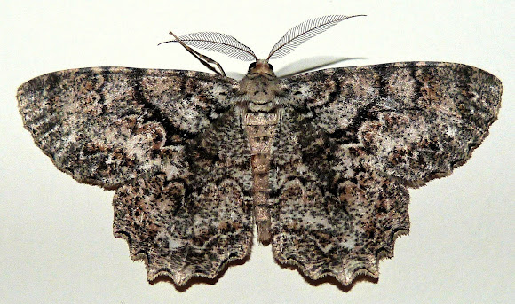 Spotting Image 1