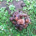Ink cap