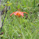 orange daylily
