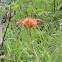 orange daylily