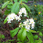Bitter cherry