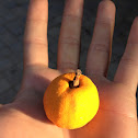 California Orange
