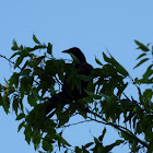 Great Tailed Grackle