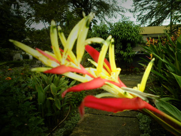 Spotting Image 1