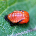 Ladybug Pupa
