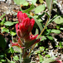 Indian Paintbrush