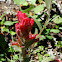 Indian Paintbrush