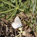 western blue