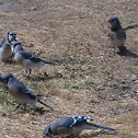 Blue Jay