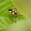 Large Milkweed Bug