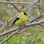 American Goldfinch