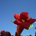 Trumpet Vine
