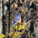 Eastern Bluebird