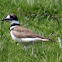 Killdeer