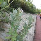 Milkweed