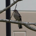 Mockingbird