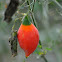 Little Gourd